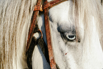  a beautiful white pony horse eye focus frame with a brown bridle on his face