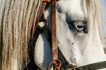  a beautiful white pony horse eye focus frame with a brown bridle on his face