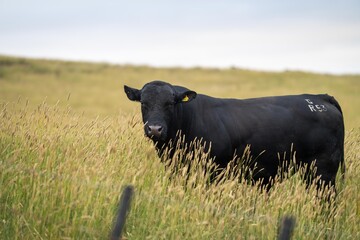 stud wagyu cows and bull in a sustainable agriculture field in summer. fat cow in a field. mother cow with baby at sunset