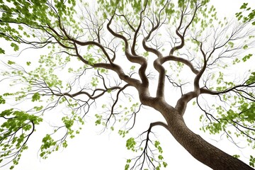 Fototapeta premium an old tree 