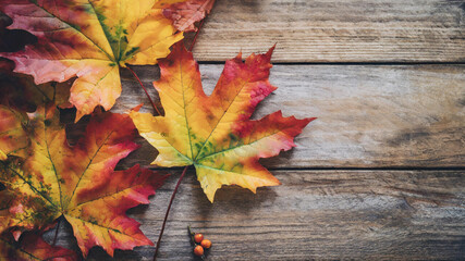 Naklejka na ściany i meble autumn maple leaves on wooden background