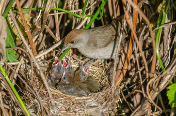 Eurasian Blackcap (Sylvia atricapilla) female on her nest with her chicks