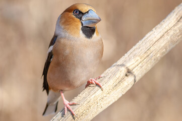 Hawfinch (Coccothraustes coccothraustes) perched on a branch in the forest in winter.