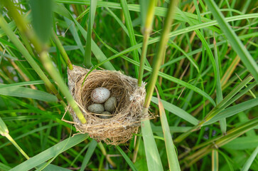 Nest of Common Reed Warbler (Acrocephalus scirpaceus) with an egg of Common Cuckoo (Cuculus canorus).