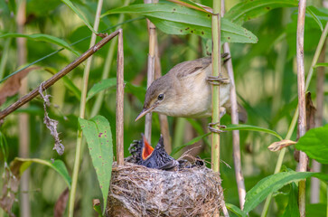 Common Reed Warbler (Acrocephalus scirpaceus) feeding a young Common Cuckoo (Cuculus canorus)