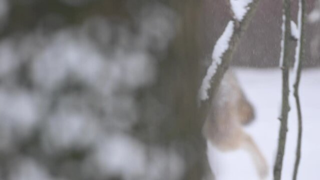 Grace Gray wolf run next to a tree in a snowy landscape during heavy snowfall. 4k super slow motion raw cinematic video
