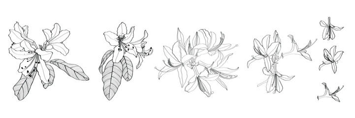 Rhododendron, oleander, azalea flowers big set.  Hand drawn spring blossoms poster. Engraved botanical line art. Vintage illustration. - obrazy, fototapety, plakaty