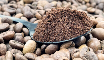 Against the background of roasted aromatic coffee beans lies a metal spoon filled with ground coffee. A drink made from roasted and ground beans from the coffee tree or coffee bush.