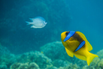 colorful red sea anemonefish and a other small fish in clear sea water