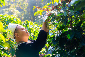 Happy Asian man farmer picking red cherry coffee beans in coffee plantation in Chiang Mai,...