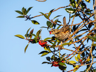 Redwing Bird feeding on Red Berries in a Holly Tree