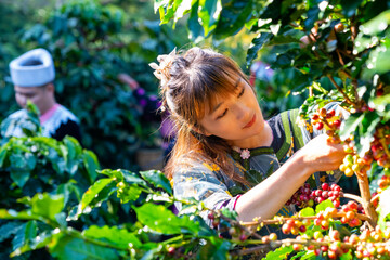 Happy Asian woman farmer picking red cherry coffee beans in coffee plantation in Chiang Mai,...