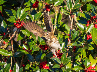 Redwing Bird feeding on Red Berries in a Holly Tree