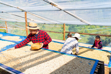 Group of Asian man and woman farmer drying raw coffee beans in the sun at coffee plantation in...