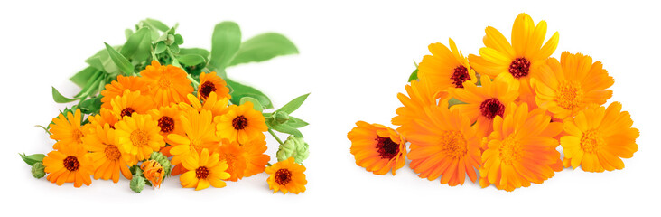 bouquet of orange Calendula flowers Isolated on white background .