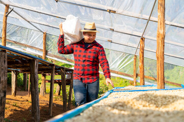 Asian man farmer drying raw coffee beans in the sun at coffee plantation in Chiang Mai, Thailand. Farm worker harvesting and process organic arabica coffee bean in greenhouse on the mountain. - obrazy, fototapety, plakaty