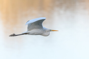 Great egret (Ardea alba) in flight in the sky.