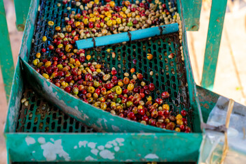 Group of Asian farmer removing red cherry coffee beans shell in shelling machine. Hill tribe farm worker growing and harvesting organic arabica coffee berries on the mountain in Chiang Mai, Thailand.