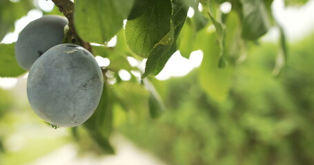 ripe plum on the tree