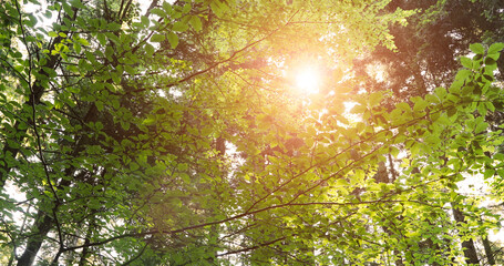 Beautiful golden sun beams through green tree leaves in forest.