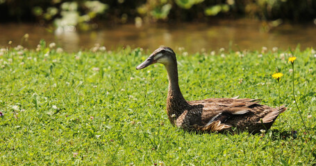 Duck rests on sunny summer meadow field at river.