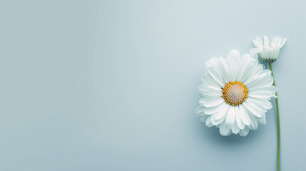 Single White Daisy with Green Stem on Blue Background with Copy Space
