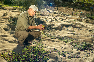 Olive harvesting in the olive fields of Andalusia