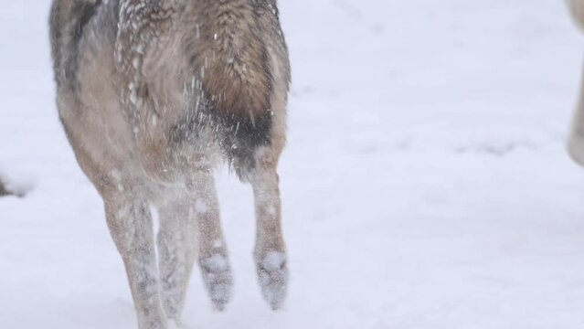 4k super slow motion cinematic video capturing the dynamic sight of two wolves swiftly running through a wintry forest at heavy snowfall