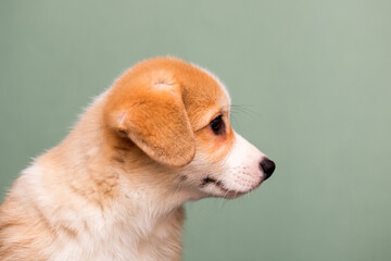 dog muzzle looks to the side on a green background