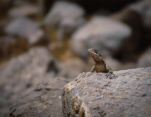 lizard on the rock