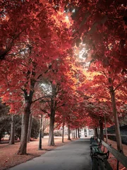 Washable wall murals Bordeaux autumn in the park