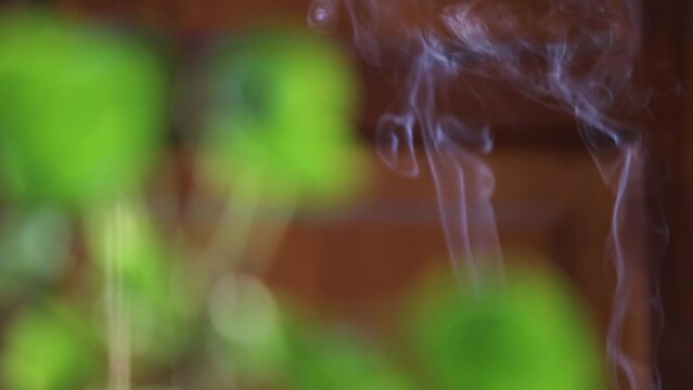 Humo de incienso close up, con planta pilea peperomioides en primer plano