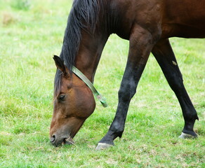 Naklejka na ściany i meble horse eating grass,pferd frisst gras