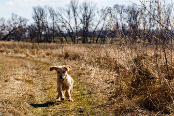 Cute young labrador retriever dog running at the meadow on early spring