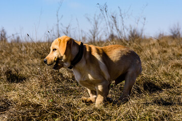 Cute young labrador retriever dog running with stick at the meadow on early spring
