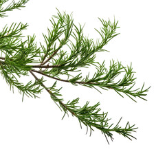 part of a juniper bush Isolated on transparent background