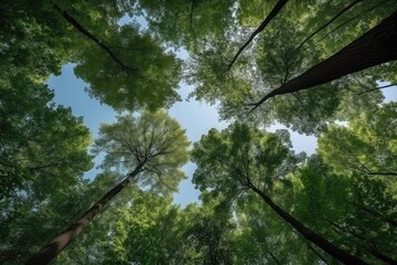 View from the bottom on the trees in forest, ultra wide angle, summer or spring green lush