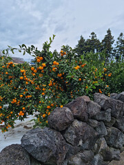 Fototapeta na wymiar Basalt wall and tangerine trees in Jeju Island.