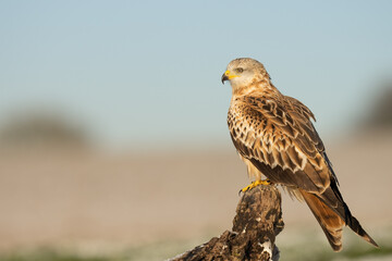 red kite 