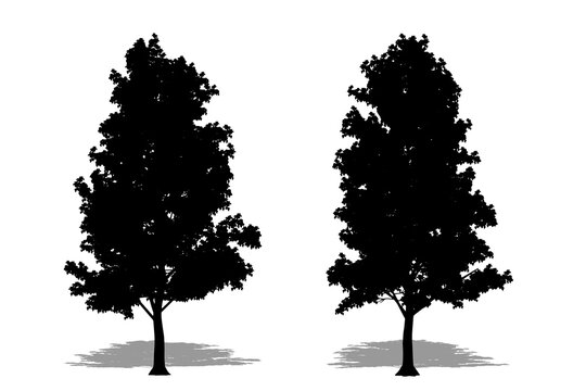 Set or collection of Mochernut Hickory trees as a black silhouette on white background. Concept or conceptual vector for nature, planet, ecology and conservation, strength, endurance and  beauty
