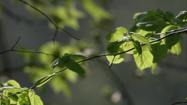 leaves sprouting out in spring 