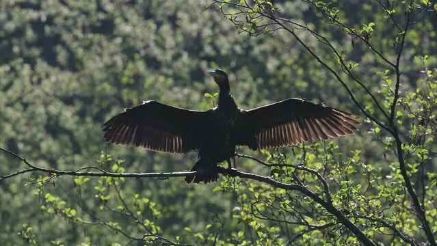 cormorant sitting in a tree