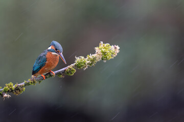 kingfisher in the rain