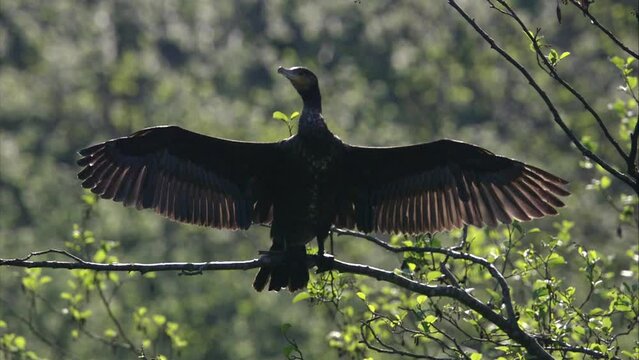 cormorant in a tree in spring