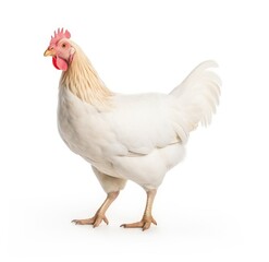 Fototapeta premium A Majestic White Chicken with Vibrant Feathers - Generative AI
