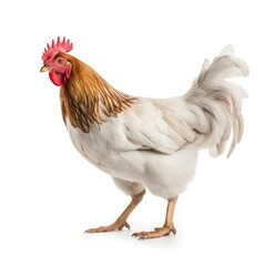 Fototapeta premium A Majestic White Chicken with Vibrant Feathers - Generative AI