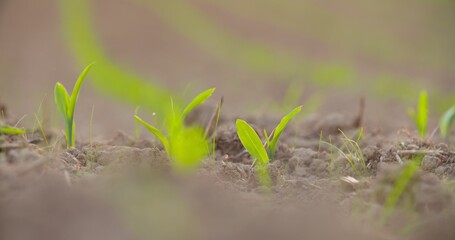 Crops Growing In Cultivated Soil At Farm
