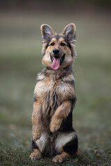 German Shepherd dog sitting outdoors on the grass in the park. Purebred dog. Portrait. Vertical. Blurred background. Copy space.