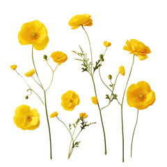 Obraz premium White anemone flowers isolated on transparent background