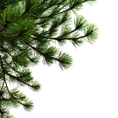 Obraz premium part of a juniper bush Isolated on transparent background